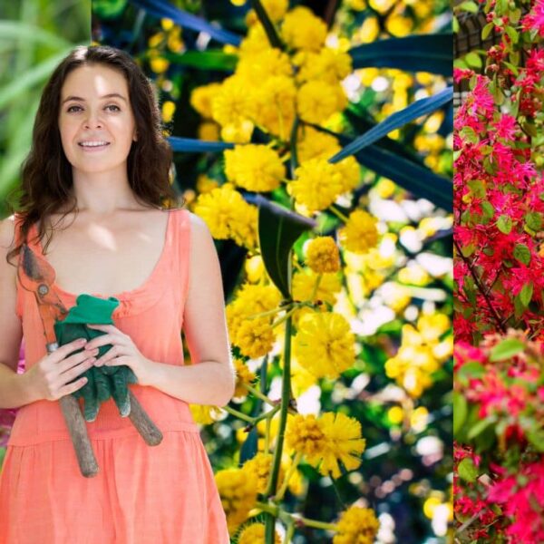 Descubre los 5 arbustos de floración rápida para un jardín siempre colorido