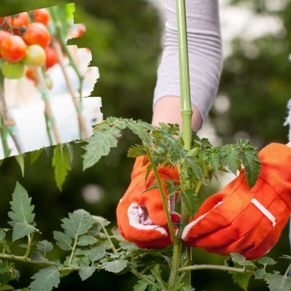 ¿Quieres tomates sanos y abundantes? Aquí se explica cómo usar aparatos ortopédicos para hacer crecerlos.