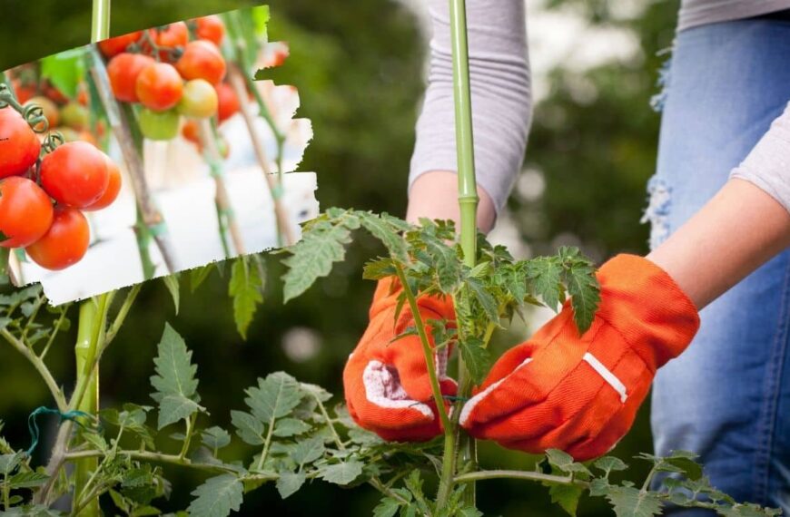 ¿Quieres tomates sanos y abundantes? Aquí se explica cómo usar aparatos ortopédicos para hacer crecerlos.